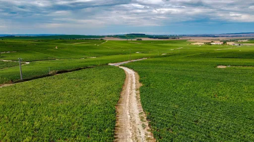 Vue aérienne d'un chemin blanc serpentant à travers de vastes vignobles verdoyants sous un ciel légèrement nuageux.