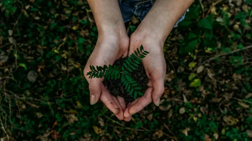 Deux mains tenant une petite pousse verte avec de la terre, sur un fond de feuilles et de sol en extérieur.