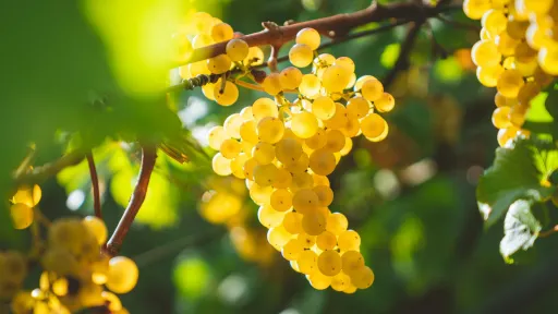 Une grappe de raisin dorée, baignée par la lumière du soleil, suspendue à une vigne avec des feuilles vertes en arrière-plan.