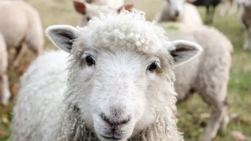 Gros plan de face sur la t&ecirc;te d&rsquo;un mouton blanc aux cheveux tr&egrave;s fris&eacute;s, regardant curieusement l'objectif au milieu d'un troupeau flou en arri&egrave;re-plan.