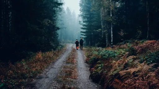 Deux personnes vues de dos, portant des v&ecirc;tements de s&eacute;curit&eacute; orange, marchent sur un chemin de terre s'enfon&ccedil;ant dans une for&ecirc;t de sapins dense et brumeuse. Le sol est bord&eacute; de foug&egrave;res aux teintes automnales brunes et rousses sous une atmosph&egrave;re sombre et myst&eacute;rieuse.
