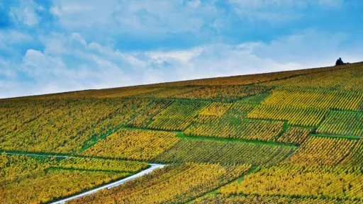Vue en contre-plong&eacute;e d'une vaste colline recouverte de rang&eacute;es de vignes aux teintes jaunes et dor&eacute;es &eacute;clatantes. Un chemin blanc sinueux traverse les parcelles g&eacute;om&eacute;triques sous un ciel bleu parsem&eacute; de nuages blancs.